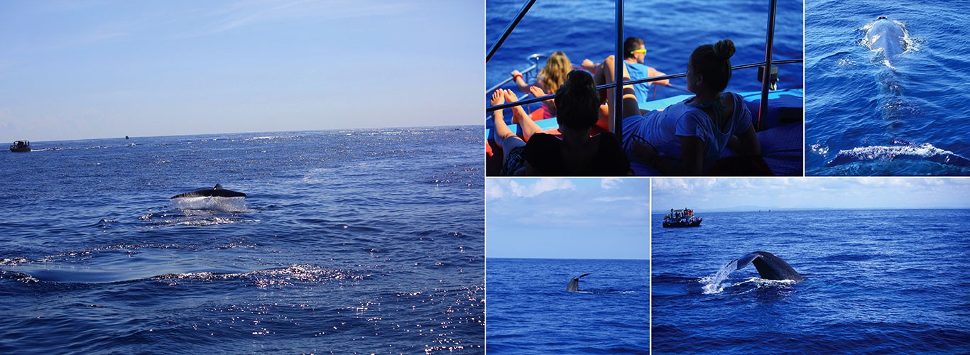 Mirissa whale watching and Weligama surfing
