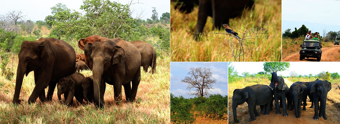 Elephant Transit Home in Udawalawe