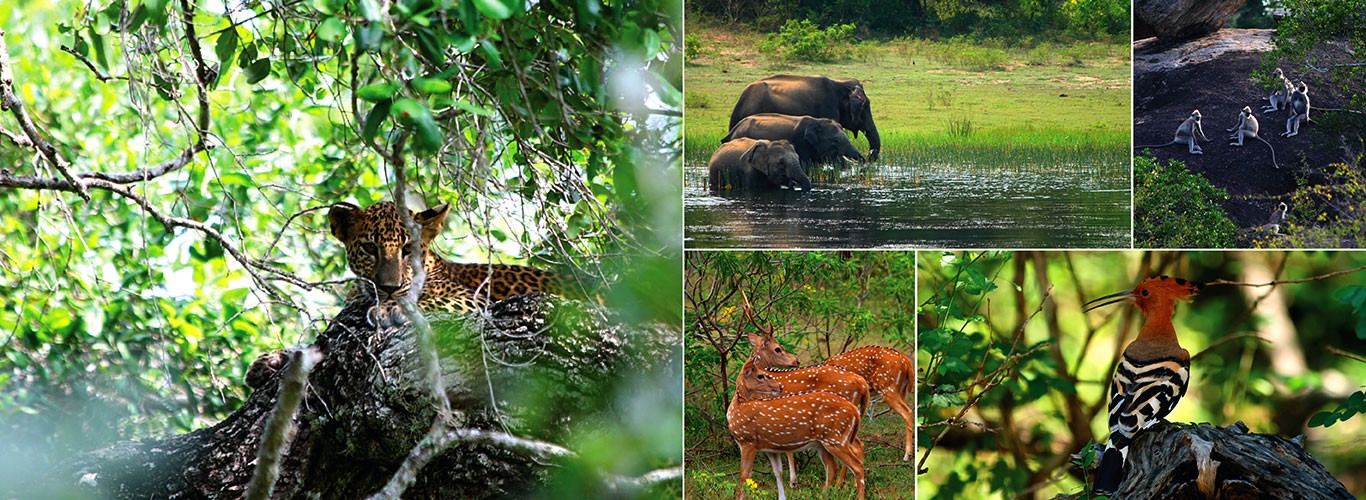 Yala National Park jeep safari on a classic 8 day tour