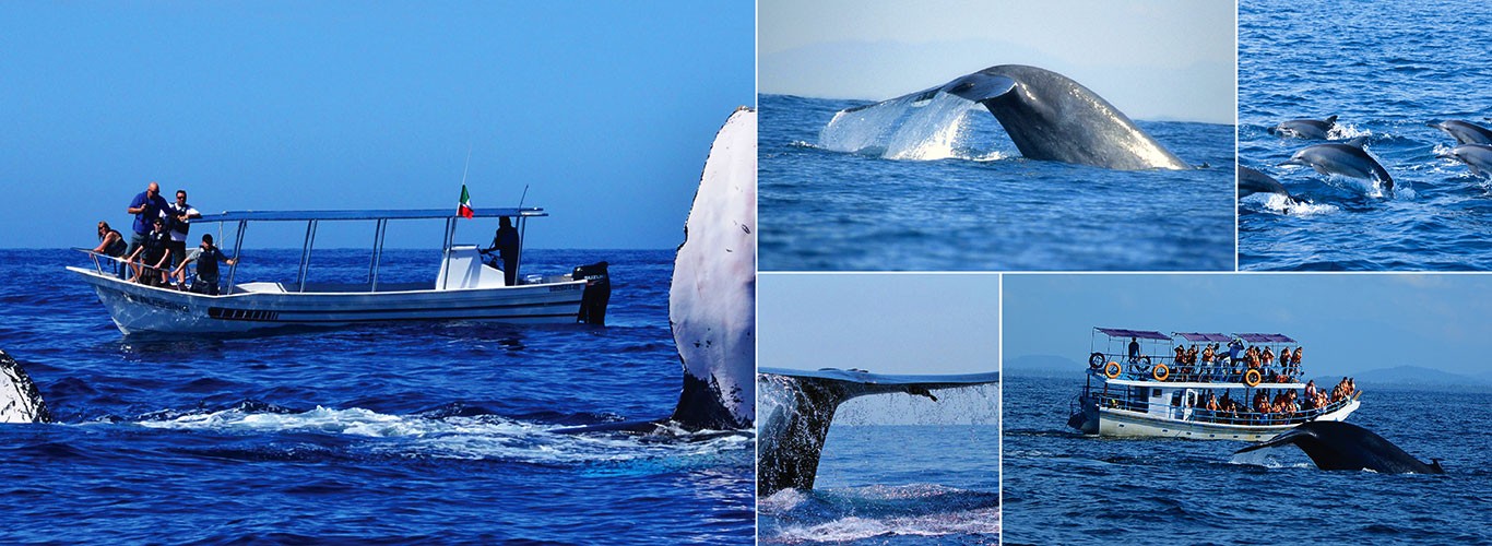 Whale and dolphin watching off Trincomalee