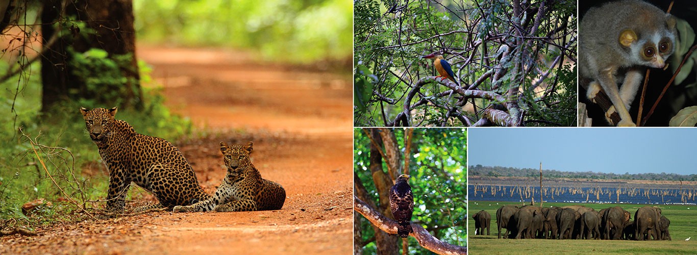 Wilpattu National Park stay on the summer Sri Lanka tour